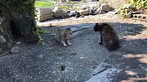 130K views · 1.9K reactions | cat fight | Cat Sport | Facebook