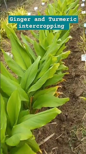 Ginger and turmeric intercropping | Two crops at a time