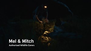 Sign up to WIRES Community Mange Treatment Program and help us provide life-saving treatment to mange-affected wombats. No experience is needed; just have a passion for native wildlife! Thank you to the Foundation for National Parks and Wildlife for your support with this program. | WIRES