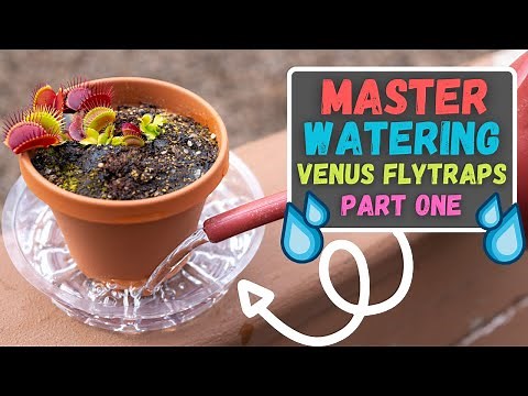 How Much & When To Water Venus Flytraps: Venus Flytrap Care Guide To Watering Part 1 (Updated 2023)