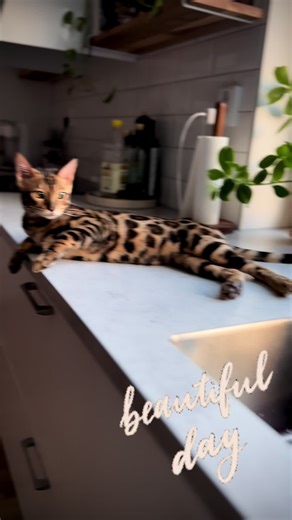 Exploring Beautiful Bengal Cats