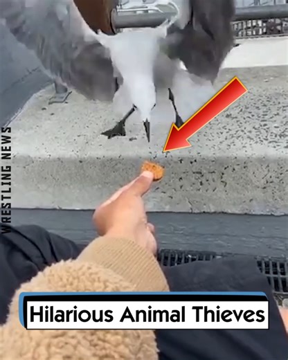 Hilarious Animal Thieves | Wrestling News