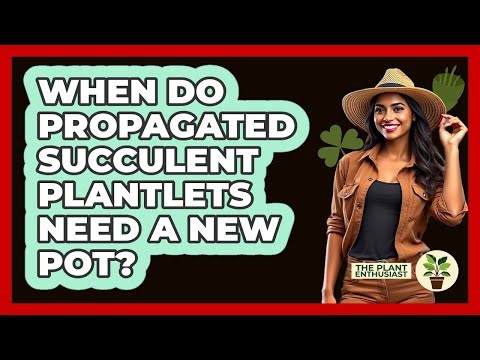 When Do Propagated Succulent Plantlets Need A New Pot?
