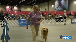 21K views · 811 reactions | You can't help but smile while watching obedience.   Full show: https://bit.ly/3OawYN8 | American Kennel Club | Facebook