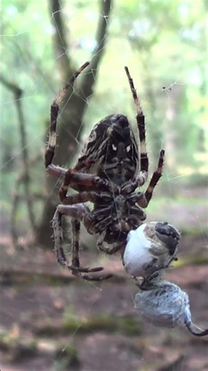spider in iran jungle