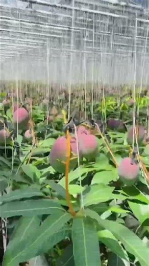 #Houseplants #2026 #242 Mango | Mangifera indica | Alphonso | Raspuri | Tommy Atkins | Ataulfo