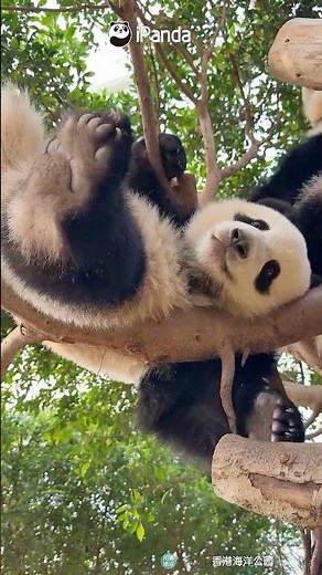 Without A Care In The World | iPanda #shorts