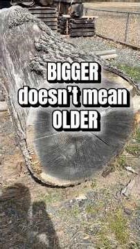 This Tree is 210+ Years OLD!!