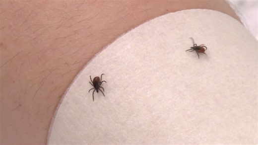 Las enfermedades transmitidas por garrapatas se multiplican: las plagas se adelantan