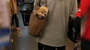 Should pets be allowed in grocery stores? Consumers divided