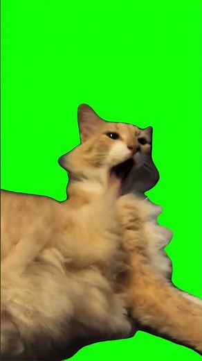 Screaming Cat Aaaaahhhh Meme | Green Screen
