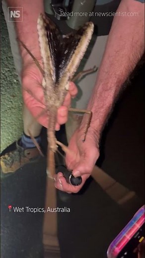 New species just dropped! 😮