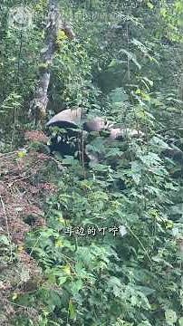 【【ジャイアントパンダ野生化訓練週記】青緑の森が、「賢賢」と「傲然」の寄り添いにさらに優しさを添えています。高い木の上から「傲然」がより遠く、より美しい景色を見られますように。❤️🌸