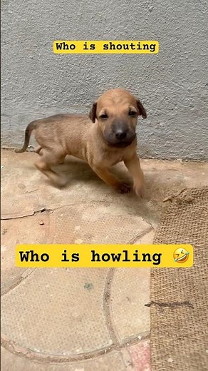 Puppy Howling Loudly 🐶 | Runs to Owner with Love ❤️