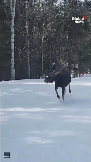 Moose "chases" skiiers down slopes in Wyoming