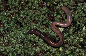 Asexual vs. Sexual Reproduction: Sexual Offers Better Survival Odds