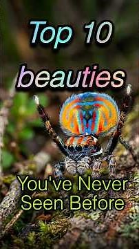 ​Top 10 Most Beautiful Spiders on Earth! 🕷️✨ (You Won't Believe #1)