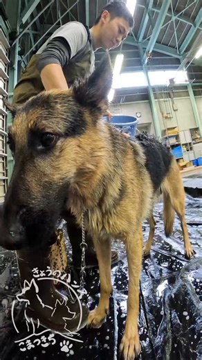 RT @JasdfKomatsu: 🐶#きょうのハンズ 🐶こんにちワンッ♪今日は少し恥ずかしいけど🫣僕のお風呂を見せちゃうワンッ🩵大好きなハンドラーさんがあったか〜いお湯で洗ってくれるのがとっても嬉しいワンッ♨️✨#シェパード #もふもふ #あわあわ#シャ…
