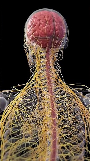 🔍 The Human Nervous System: Your Body’s Control Center 🔍 #3danatomy #anatomy