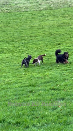 2 happy boys 💙 #robynsk9rambles #devon #dogs #happyboys #collie #staffie | Robyn's K9 Rambles