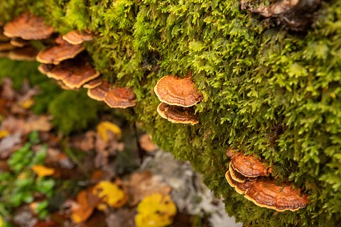 Hidden kingdom: a beginner’s guide to fungi | The Wildlife Trusts
