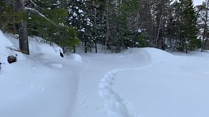5.5K views · 211 reactions | The snow in Voyageurs National Park is very deep right now and pretty exhausting for us to hike through (even with snowshoes!). But wolves are well-equipped for these conditions. This observation from yesterday afternoon is a great example of how wolves are able to travel when the snow gets deep! | Voyageurs Wolf Project | Facebook