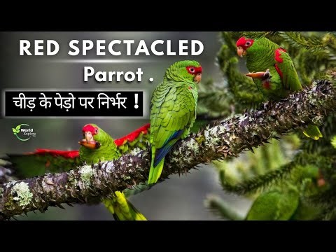The wild Red Spectacled Amazon Parrot | Short wild Film | Hindi Short Documentry.