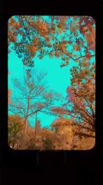 Fall trees in St. Louis