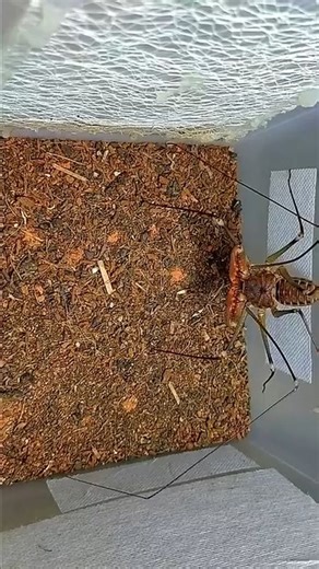 Insect Wars on Instagram: "Whip Scorpion UNLEASHES Its Secret Weapon on a Camel Spider! 😨💀 #InsectWars #Insects #Wildlife #viralvideoシ #trendingvideo"