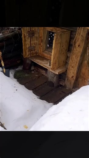 Survival Skills: Finding Shelter in a Freezing Forest