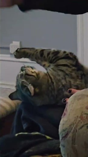 Pharaoh kitty glitch