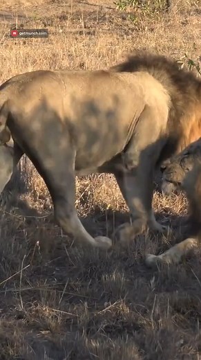 Male lions stengthen their social bonds!! #robtheranger #africansafari | Rob The Ranger Wildlife Videos