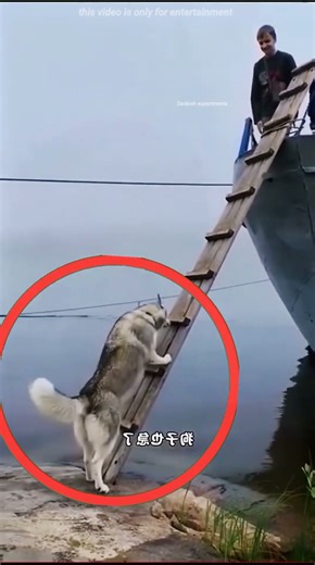Dog's Brave Climb Will Melt Your Heart! 🐶❤️ #Shorts