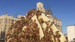 Local honey could be key to fighting your seasonal allergies