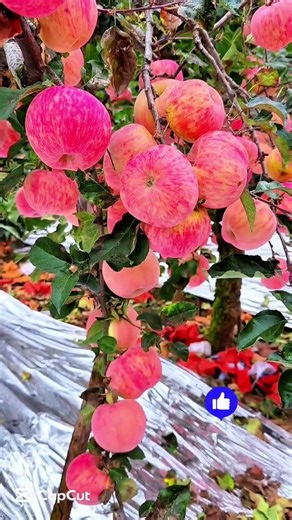 A Tree Full of Perfect Red Apples 🍎 | Nature’s Pure Beauty #ytshorts