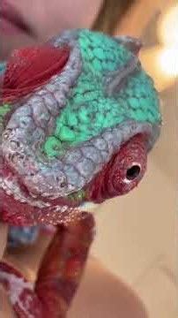Zoomies grumpy edition #pantherchameleon #chameleon #reptilesoftikto