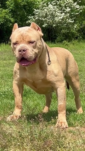 Pure Muscle & Loyalty | Stunning American Bully XL #americanbully #bullylover #musculardog #shorts