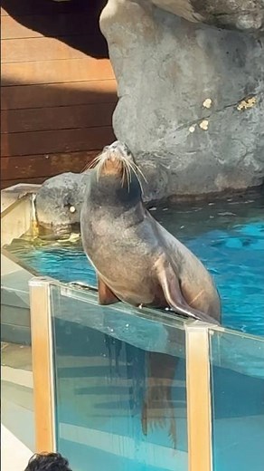 Amazing Seal Show at Taronga Zoo 🦭✨ | Sydney’s Must-See Wildlife Experience! #TarongaZoo #sealshow