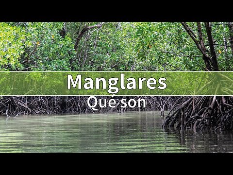 Manglares (ecosistemas) | QUÉ SON, BENEFICIOS, CARACTERÍSTICAS, flora y fauna
