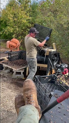 Black walnut huller 3