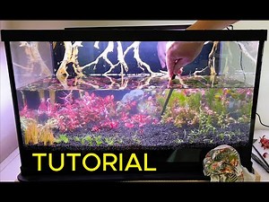 Plants Replace Filters? Here's How the Walstad Method Works