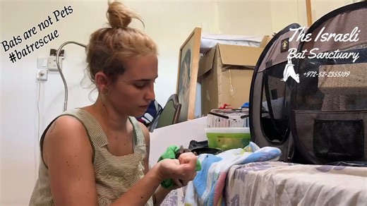Our foster mom Sheer demonstrates what it's like to feed a bunch of naughty baby bats! 😆 🦇❤ Please consider donating to help us in our mission to rescue the fruit bats of Israel! https://www.israelbatsanctuary.com/donations 🐾 To donate to the dogs we've rescued from the south: https://www.israelbatsanctuary.com/otef-en | The Israeli Bat Sanctuary