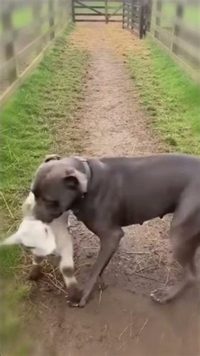 The Inseparable Bond of a Pitbull and a Baby Lamb 💖
