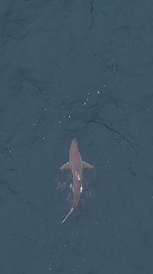 31K views · 430 reactions | I was searching for a whale and found a #whalershark. I did end up finding a couple of whales later, but also stumbled upon this guy麗. It was out far enough not to bother anyone, but in saying that a group of swimmers did swim around the corner five minutes after spotting this shark. I am sure it would’ve kept swimming on its merry way, enjoying a happy Saturday. ♥️ . #sharklife | Drone Shark App | Facebook