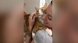 WATCH: This cat can’t stop giving hugs and it’s precious. | Today Show