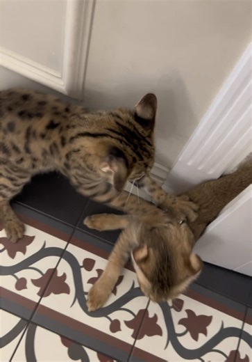 Don’t move. #SavannahMonarchy #wildcats #ExoticCats #SavannahCats #savannahf1