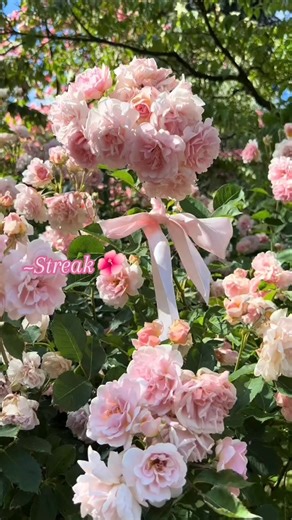 How to Use Streak API for Effective Reminders