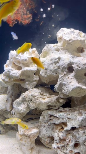 Mbuna cichlids vs 1 cube of bloodworms #africancichlids # #fish