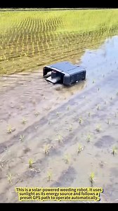 At work: a solar-powered weeding robot. | Monserrat Abuda