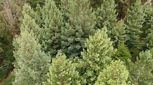 Forestry Foresight: Reaping the rewards of agri-forestry